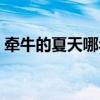 牵牛的夏天哪年拍的（牵牛的夏天手机铃声）