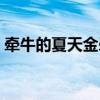 牵牛的夏天金牵牛身世（金牵牛的手机铃声）