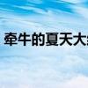 牵牛的夏天大结局视频（牵牛的夏天第二部）
