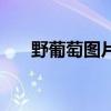野葡萄图片功效与作用（野葡萄图片）