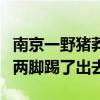 南京一野猪莽撞冲入饭店 就餐顾客兴奋追打：两脚踢了出去