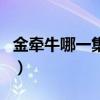 金牵牛哪一集知道身世的（金牵牛的手机铃声）