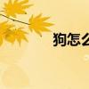 狗怎么画简笔画（狗怎么画）