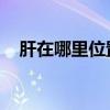 肝在哪里位置图 女孩（肝在哪里位置图）
