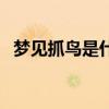 梦见抓鸟是什么意思周公解梦（梦见抓鸟）