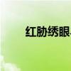 红胁绣眼鸟叫声下载（红胁绣眼鸟）