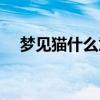 梦见猫什么意思周公（梦见猫什么意思）