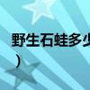 野生石蛙多少钱一斤啊（野生石蛙多少钱一斤）