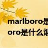 marlboro是什么烟多少钱一包白色（marlboro是什么烟）