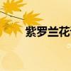 紫罗兰花语象征与寓意（紫罗兰花）