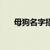 母狗名字招财好听金毛狗（母狗名字）