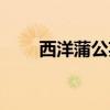 西洋蒲公英能吃吗（蒲公英能吃吗）
