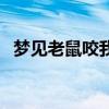 梦见老鼠咬我是什么预兆（梦见老鼠咬我）
