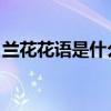 兰花花语是什么意思 寓意（兰花花语是什么）