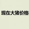 现在大猪价格行情表（现在大猪的价格行情）