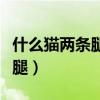 什么猫两条腿连成一句浪漫类话（什么猫两条腿）
