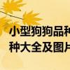 小型狗狗品种大全及图片约克夏（小型狗狗品种大全及图片）