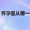 怀孕是从哪一天开始算（十月怀胎是多少天）