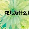 花儿为什么这样香?（花儿为什么这样香）