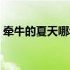 牵牛的夏天哪年拍的（牵牛的夏天手机铃声）
