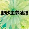 爬沙虫养殖技术视频教程（爬沙虫养殖技术）