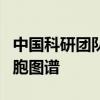 中国科研团队首次构建泛癌种脉管系统全息细胞图谱