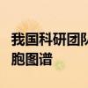 我国科研团队首次构建泛癌种脉管系统全息细胞图谱