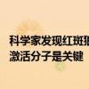 科学家发现红斑狼疮病因和“逆转”方法 免疫细胞芳烃受体激活分子是关键