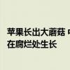 苹果长出大蘑菇 中科院专家千里求购后汇报研究进展：白参在腐烂处生长