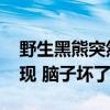 野生黑熊突然不怕人类 还主动亲近：研究发现 脑子坏了