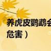 养虎皮鹦鹉会不会违法吗（养虎皮鹦鹉对人的危害）
