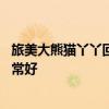 旅美大熊猫丫丫回国一年多近态曝光：24岁高龄胃口依然非常好