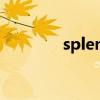 splendid翻译（splendid）
