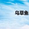 乌草鱼和草鱼哪个好吃（乌草）