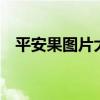 平安果图片大全 图片大全 真实（平安果）