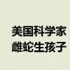 美国科学家“偷拍”2000多条响尾蛇：直播雌蛇生孩子