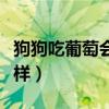 狗狗吃葡萄会有什么反应（狗狗吃葡萄会怎么样）