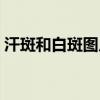 汗斑和白斑图片对比（汗斑怎么治才能根除）