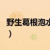 野生葛根泡水喝的功效（野生葛根多少钱一斤）