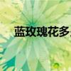 蓝玫瑰花多少钱一盒（蓝玫瑰花多少钱）