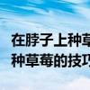 在脖子上种草莓的技巧和正确方式（在脖子上种草莓的技巧）