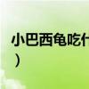 小巴西龟吃什么食物长得快（小巴西龟吃什么）