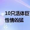 10只活体巨首收获蚁被海关查获：外来物种 性情凶猛