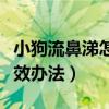 小狗流鼻涕怎么办速效办法（流鼻涕怎么办速效办法）
