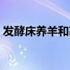 发酵床养羊和高床养羊哪个好（发酵床养羊）