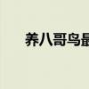 养八哥鸟最大的忌讳（八哥鸟怎么养）