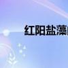 红阳盐藻的功效与作用（红阳盐藻）