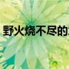 野火烧不尽的意思是啥（野火烧不尽的意思）