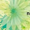 nico英文名（nico）