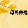 母鸡养殖场鸡蛋批发（母鸡养殖场）